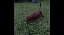 Cute puppy sausage dog scared of dandelion