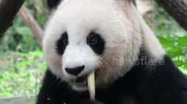 Eating, sleeping, scratching: Pandas closeup in Chengdu, China