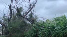 Cat clings to tree as Typhoon Tapah batters Japan