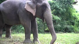 Indian elephant who was found after missing for two months gets a new home