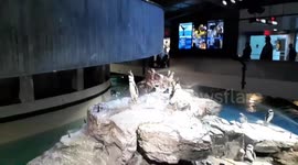 Penguin sounds like a Donkey