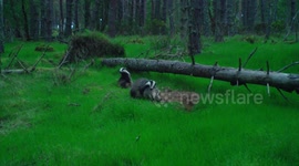 Badger appears to pleasure itself while watching other badgers mate