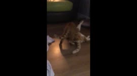 Ginger Tom cats fight to eye of the tiger