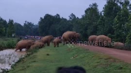 Large herds of wild elephants raid crops in central India