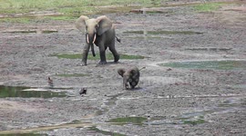 Determined baby elephant learns to charge by chasing after several birds in Central African Republic