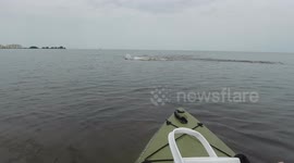Dolphins Hunting, Feeding on Mullet