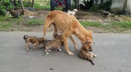 Mother dog protect his puppy in busy road in central India.