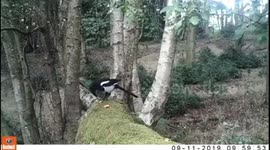 Magpie trying to get into an acorn
