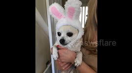 Baby the talking Chihuahua