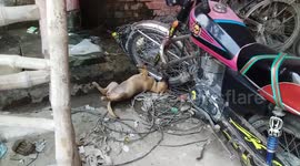 dog sleeping style