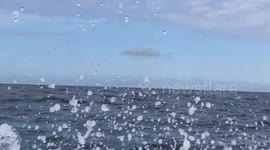 (Long version) Bottlenose Dolphins Playing in Cornwall