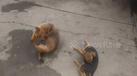 Stary Dog and Stray Puppy