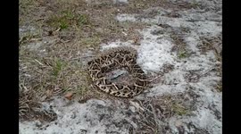 Creepy scene as rattlesnake keeps writhing after its head is gone