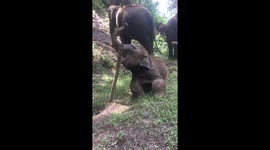 Adorable baby elephant plays with stick at Thai zoo
