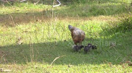 Mother hen and her chickens searching for food on a farm in Thailand.