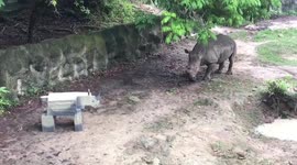 Huge rhino is terrified of a cardboard cutout of himself at Thai zoo