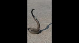 Office workers terrified by spitting cobra outside their building in South Africa