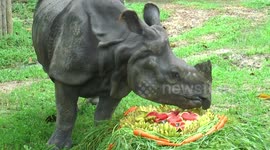 Rhinoceros enjoys cake made of fruit and vegetables on World Rhino Day in Thai zoo