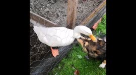 This dog and duck are unlikely best friends in Finland