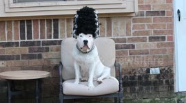 Dog is very serious about Halloween