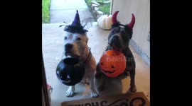 The best kind of trick or treaters