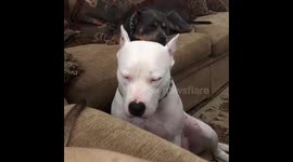 Sleepy Dog Can’t Stay awake