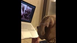 Dog looks at himself as a baby