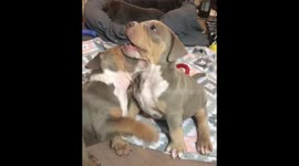 Puppy play fight