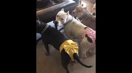 Girls showing off their new underwear