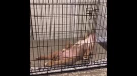 Puppy can sleep anywhere