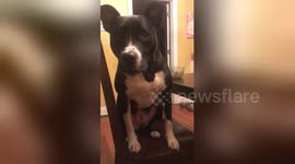 Stroppy dog throwing a tantrum sounds like Star Wars character Chewbacca