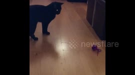 Bi Flag Cat