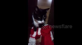 Gato juninho novamente dentro do guarda roupas