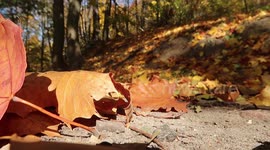 Feet walking through autumn foliage