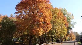 Yellow tree in autumn and people walking by