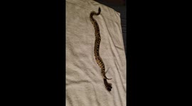 Ball python caught pooing on owner's bed