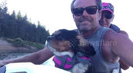 Chilled out dog rides jet ski with his owners on lake in California