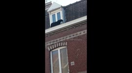 Owner of black panther captured in French town is now in police custody