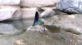 Dragonflies spotted mating in China's Chongqing
