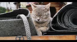 Cat falling asleep