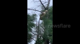 'Why are you up there?' Cat clings onto tree as Typhoon Tapah hits Japan