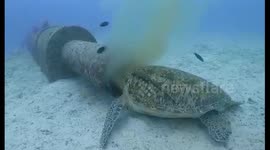 Heartbreaking video of sea turtle feeding on sewage pouring from underwater pipe in the Philippines