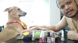 Pet dog has his nails painted by groomer