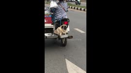 Cute pug balances on food tray behind owner motorbiking through street in Thailand