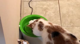 Cat confused by water fountain