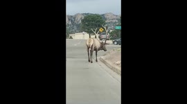 Large male Elk walking through a busy intersection in Estes Park, CO