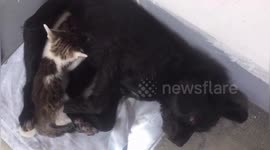 Dog nurses kitten after it separated from mom