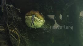 Anacondas, otters and piranha: Diver records close encounters with Brazil's freshwater creatures