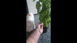 eating fresh leaves