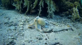 Octopus bizarrely changes colour and texture while hunting in the Red Sea